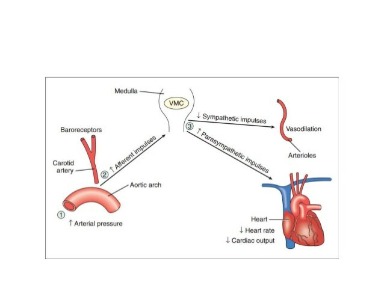 alcohol and atrial fibrillation